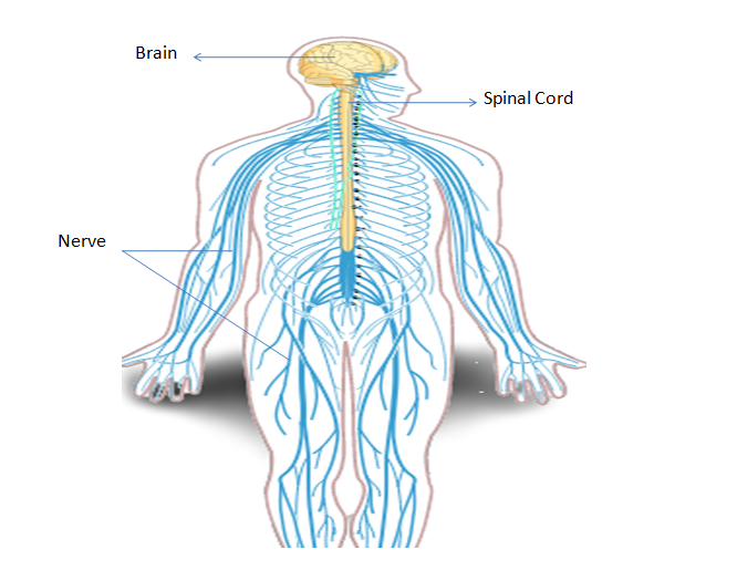 Nervus System