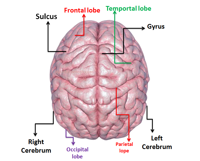 The upper part of the brain