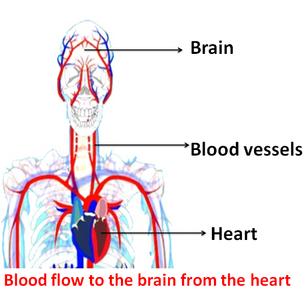 blood-flow-to-the-brain-from-the-heart
