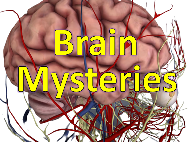 The Mysteries of the Human Brain Scientist Explained