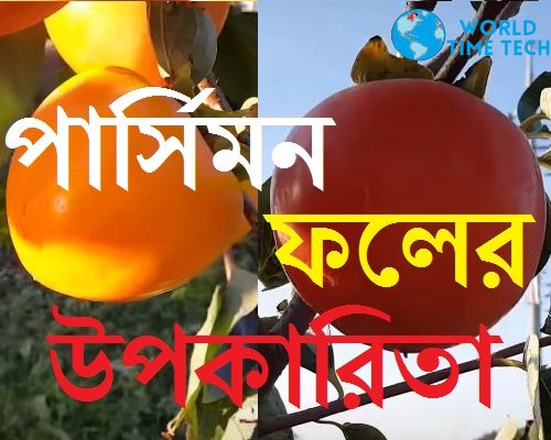 পার্সিমন ফলের গুনাবলী স্বাস্থ্য উপকারিতা - Bengali Health Benefit of Persimmon