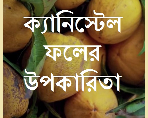 ক্যানিস্টেল ফলের উপকারিতা - Benefit of Canistel Fruit in Bengali