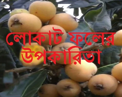 লোকাট ফলের উপকারিতা Loquat Fruit Benefit Bangla