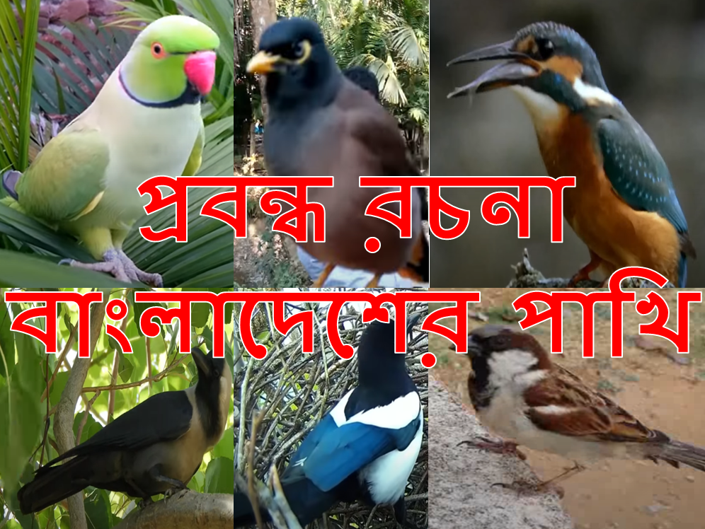 বাংলাদেশের পাখি রচনা প্রবন্ধ bangladesher pakhi rochona
