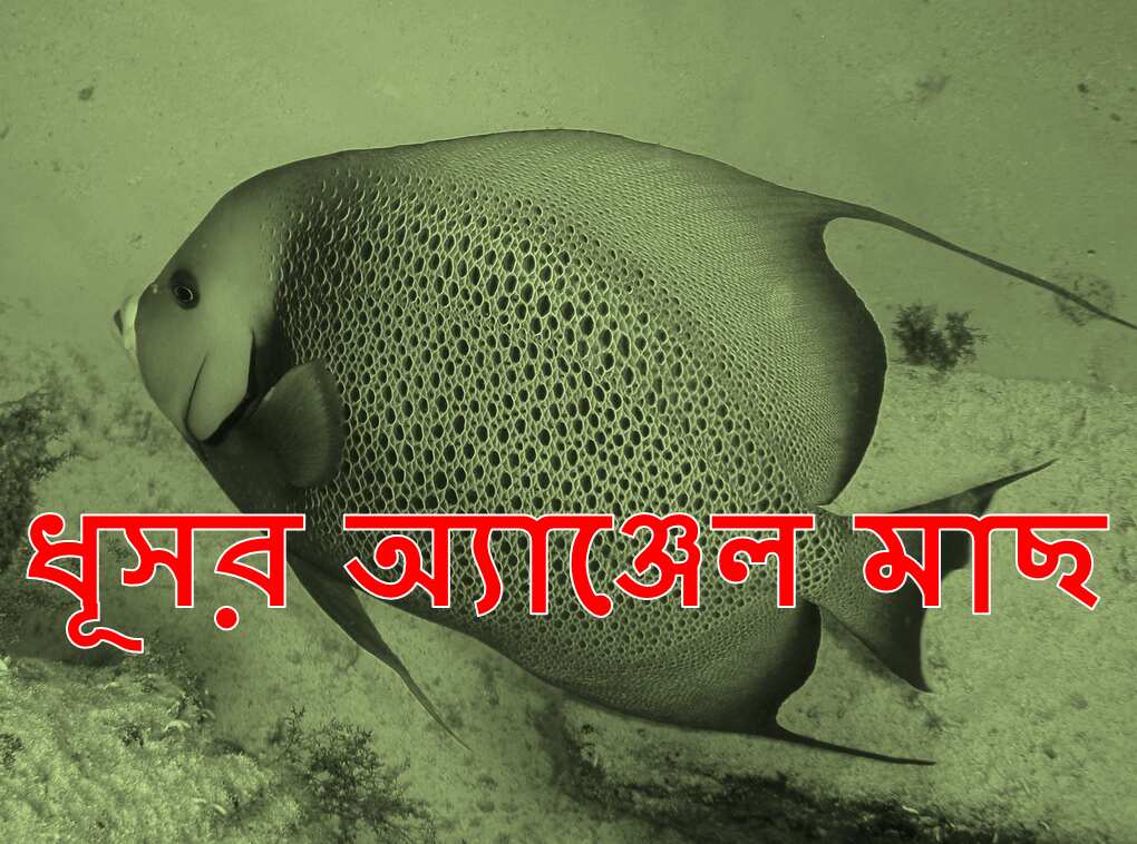 ধূসর অ্যাঞ্জেল মাছ gray angel fish bangla