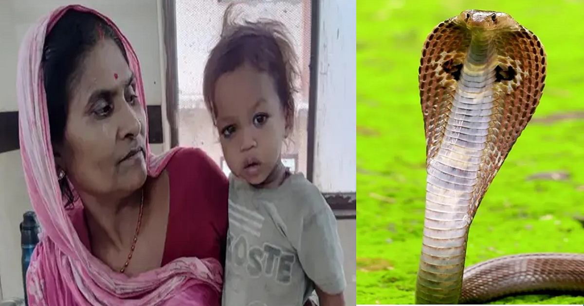 এক বছরের শিশুর কামড়ে কোবরা সাপের মৃত্যু, বিস্ময়ে বিহারের গ্রাম